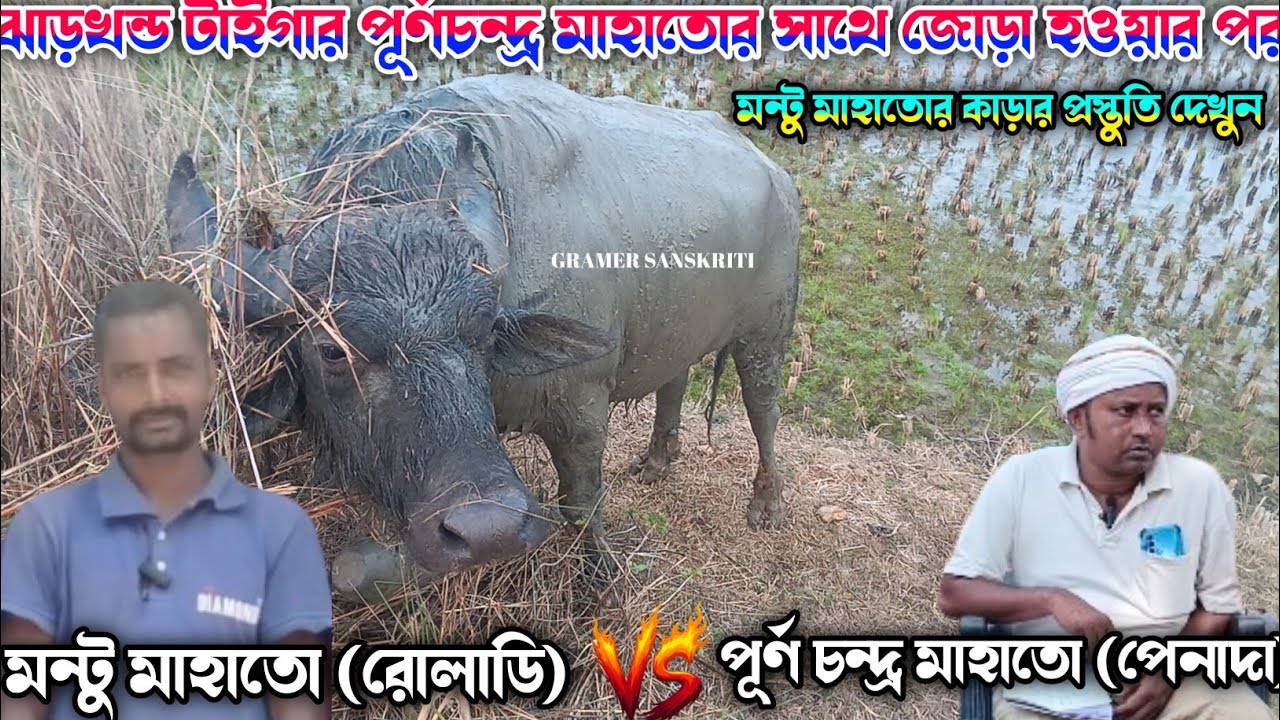 ঝাড়খন্ড টাইগার পূর্ণচন্দ্র মাহাতোর সাথে জোড়া হওয়ার পর মন্টু মাহাতোর কাড়ার প্রস্তুতি দেখুন 