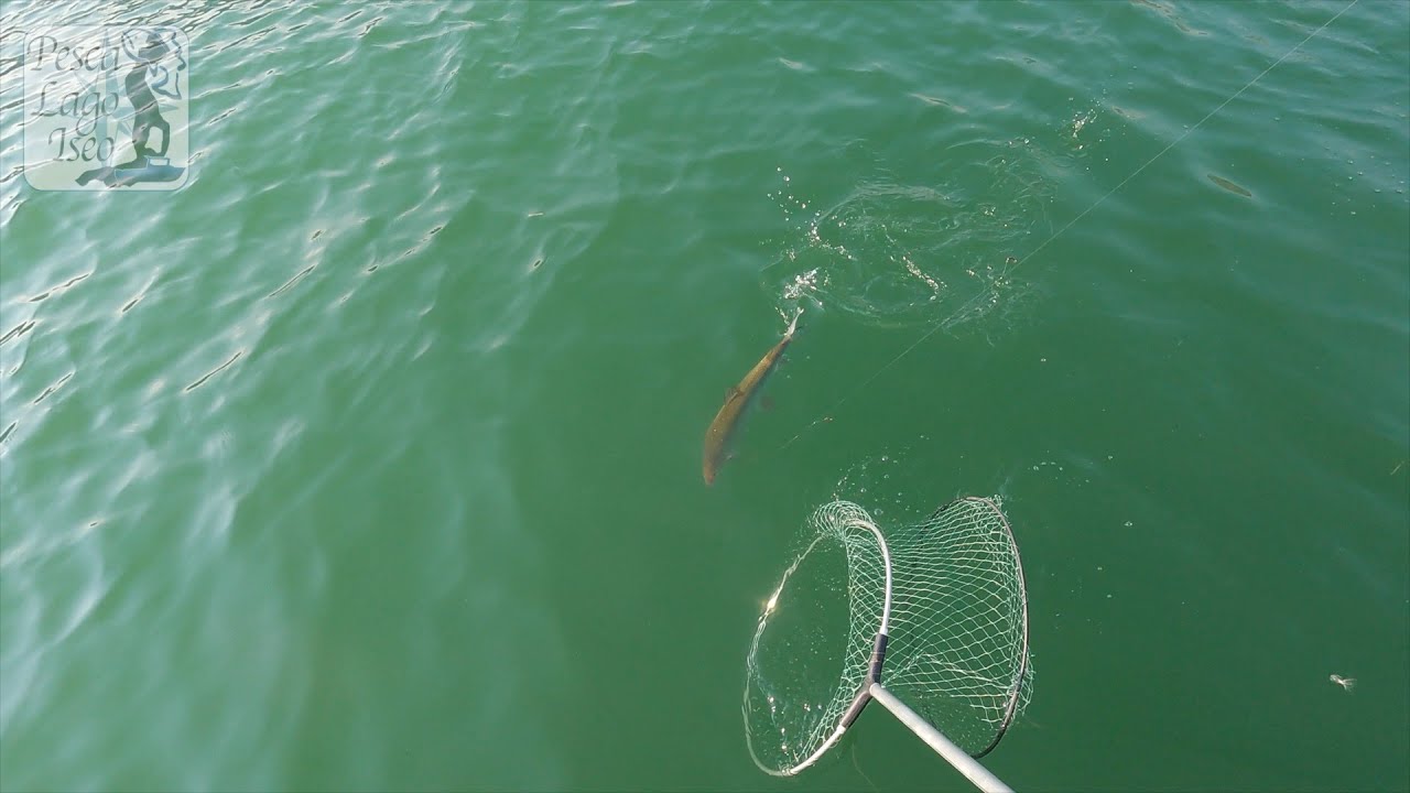 Pesca Lago di Iseo - Coregoni [1080p HD]