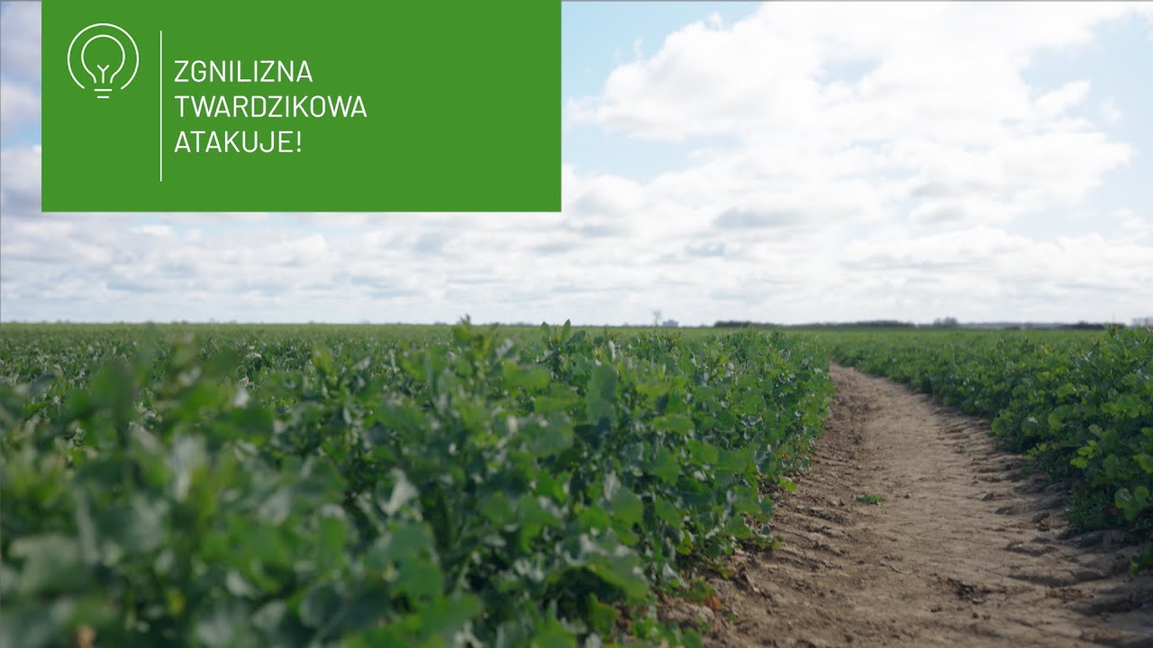 Zgnilizna twardzikowa – jak i kiedy zwalczać?