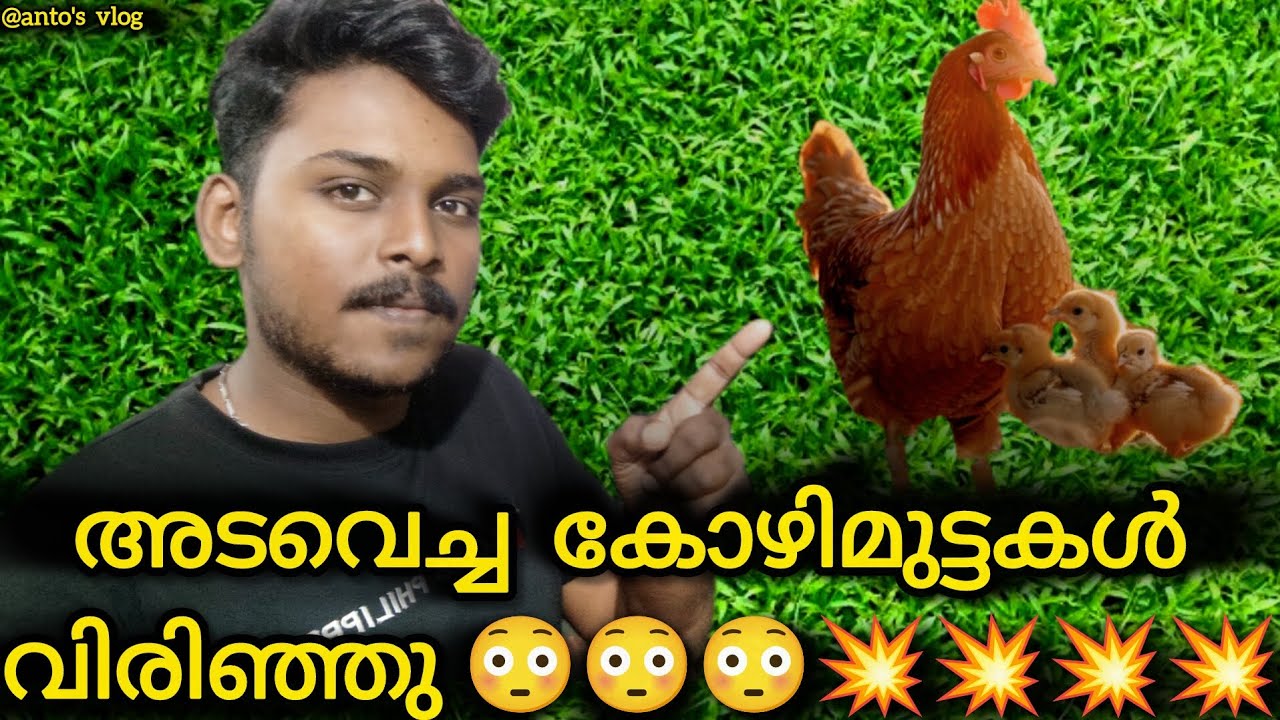 കുഞ്ഞുങ്ങളെ കണ്ടോ #new #newvlog #Youtube #youtubevideo #youtubefeed #farmer #fishing 
