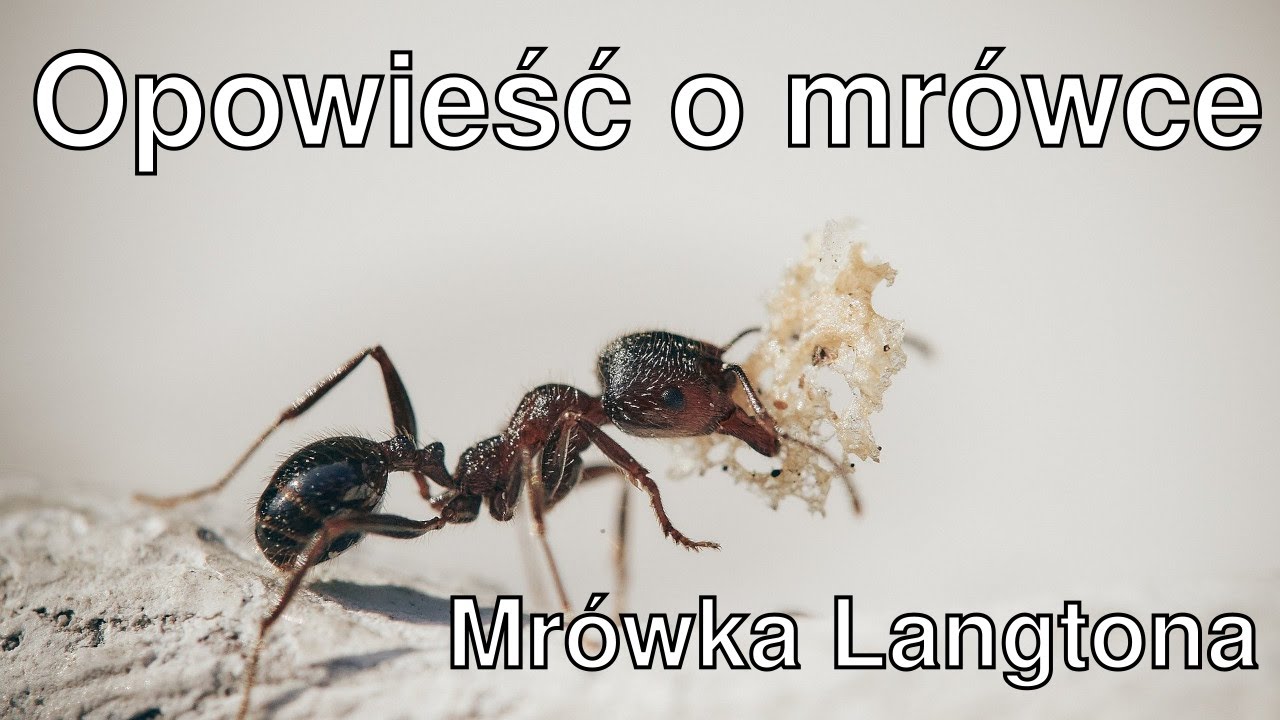 Chaos, porządek i pracowity insekt (Mrówka Langtona)