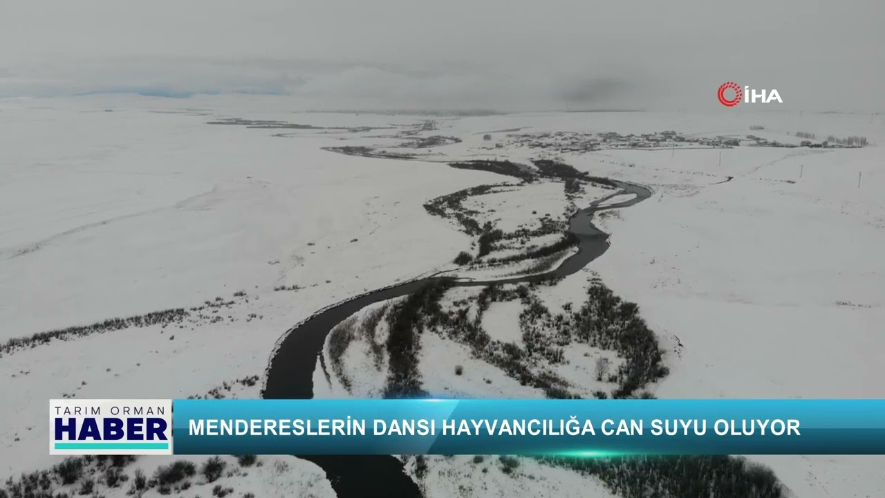 Mendereslerin dansı hayvancılığa can suyu oluyor