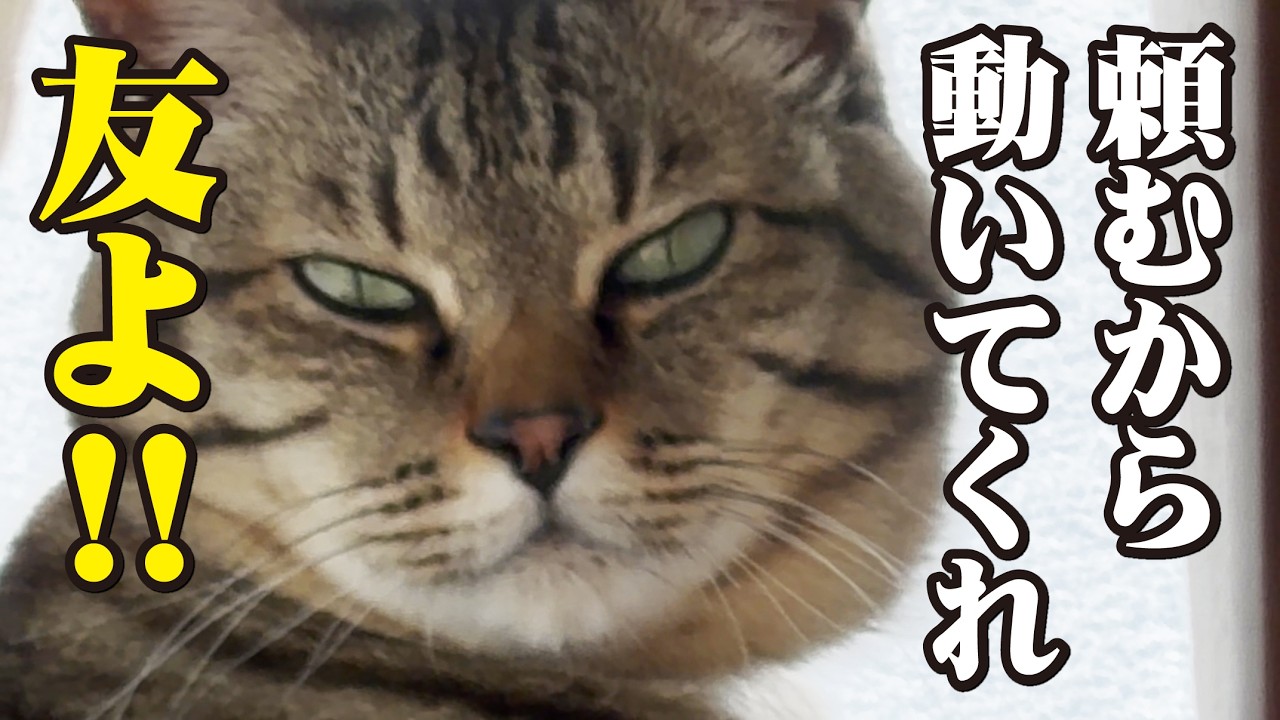 【後編】猫の10年来の永遠のライバルであり仲間の調子がまた悪くなってしまいました