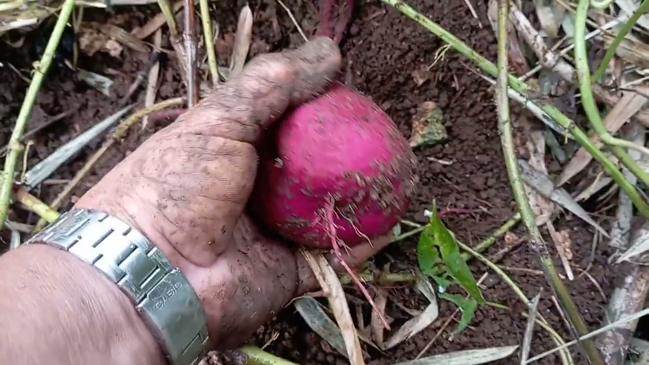 Sweet potato amigos thank for watching