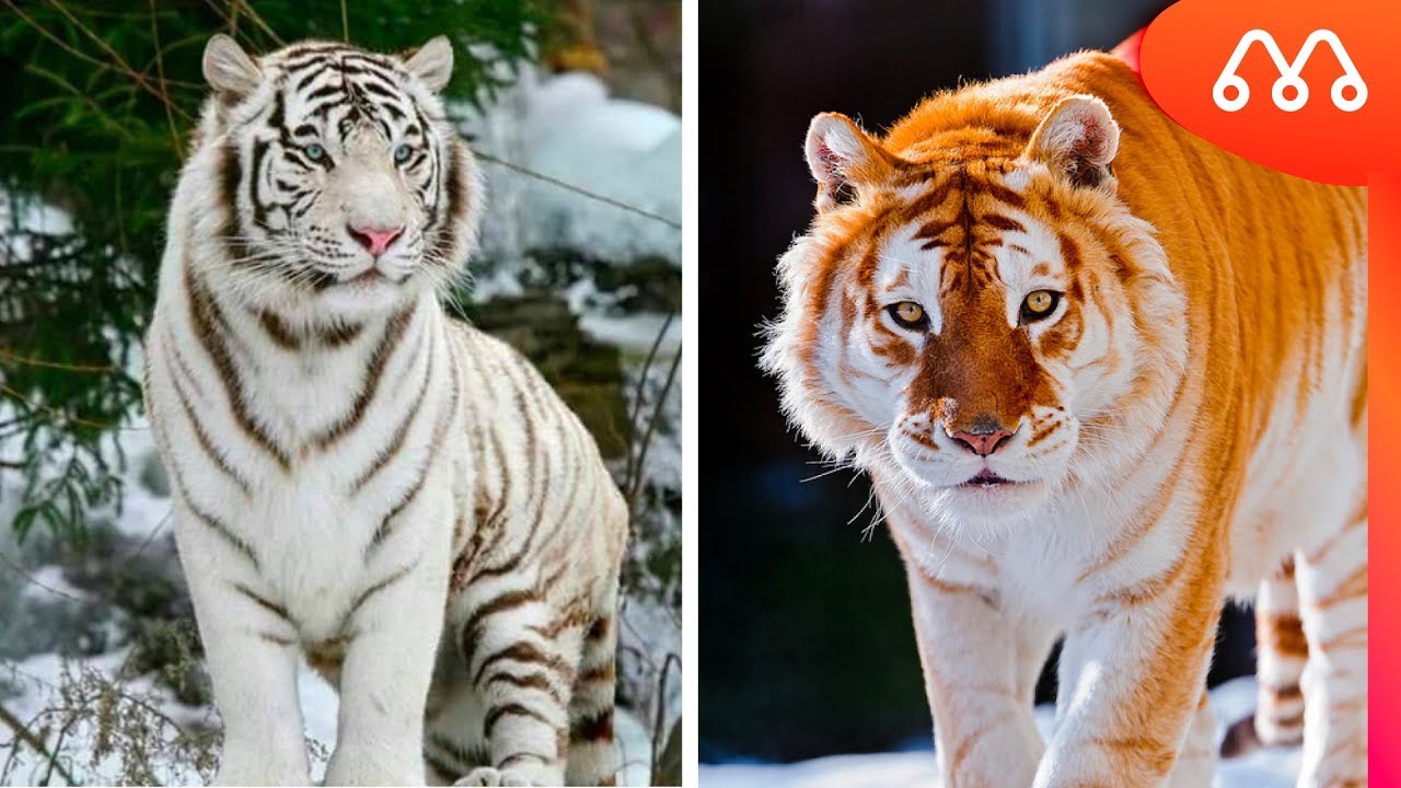 TIGRES: CONHE&Ccedil;A TODAS AS ESP&Eacute;CIES