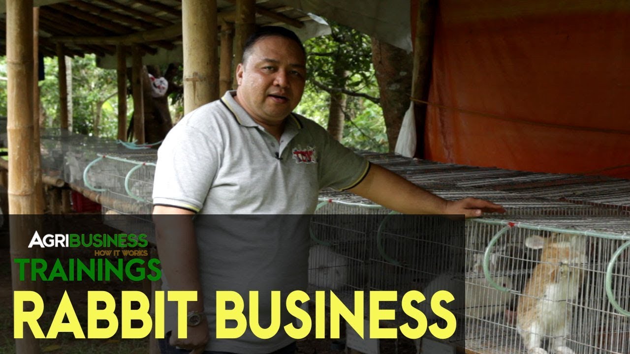 Rabbitry Business: Latest, Complete Guide in Rabbit Breeding | Agribusiness How It Works