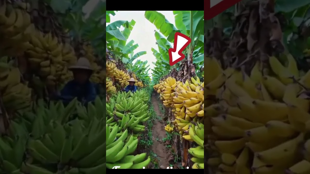 Fresh Banana Harvesting & Cutting &ndash; Nature&rsquo;s Power Fruit 🍌🌿 #Shorts #shortvideo