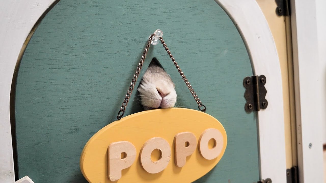 寝坊しちゃってあわててうさぎさんの様子見に行ったら、この状態だった