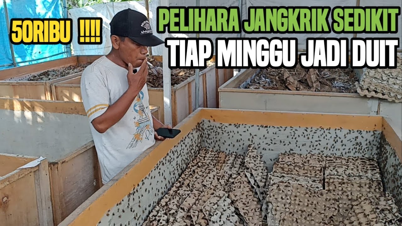 PANEN BESAR!!! MEMANFAATKAN TERAS UNTUK KANDANG TERNAK JANGKRIK