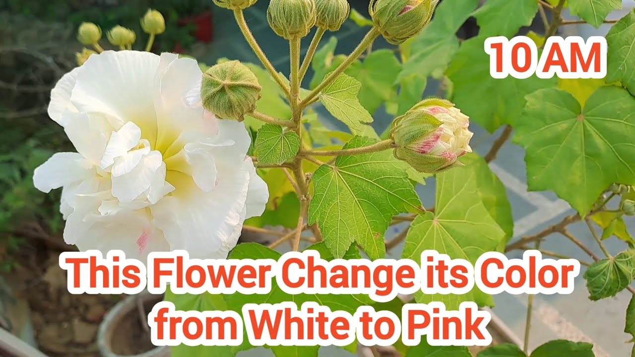 Color Changing Flower. White to Pink in one day.