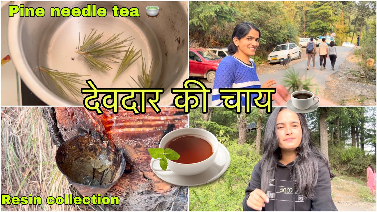 आज़ बनाई अनोखी चाय देवदार के पत्तो से (pine neddle tea) || Pahadi lifestyle Vlog || Girl from North