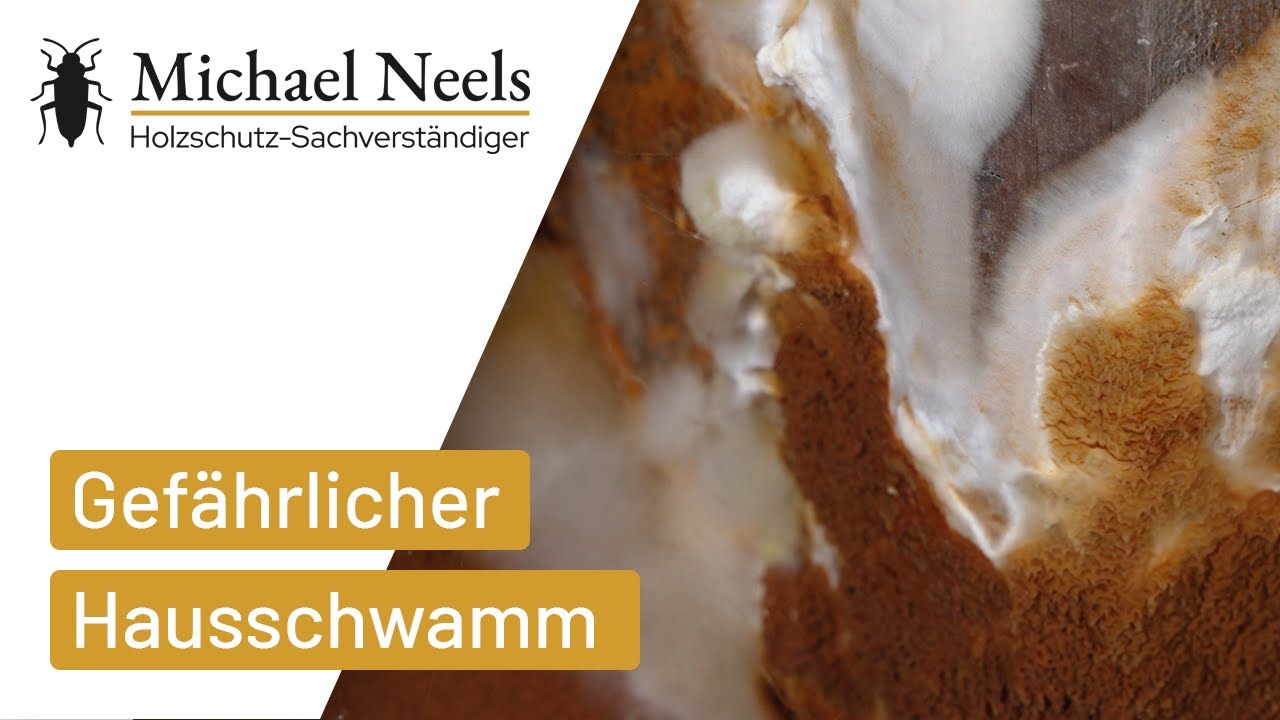 Hausschwamm im Keller