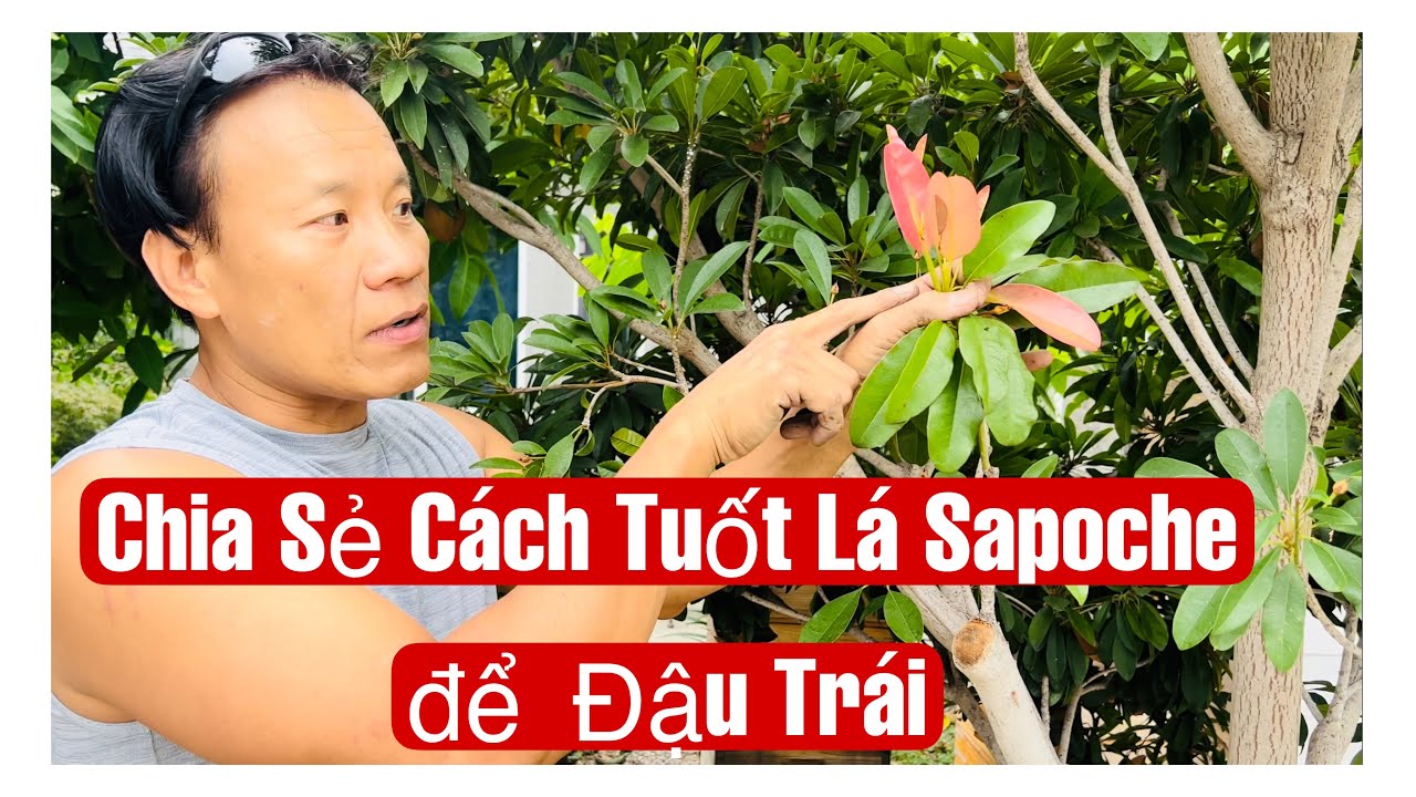 Chia Sẻ Cách Tuốt Lá Sapoche Để Cây Đậu Trái || MÂY XANH || Video 196
