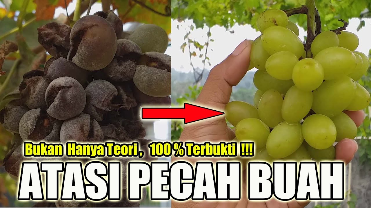CARA MENGATASI PECAH BUAH ANGGUR (CRACKBERRY). DI KEBUN ANGGUR TANPA UV. Mudah, Murah Dan Praktis.