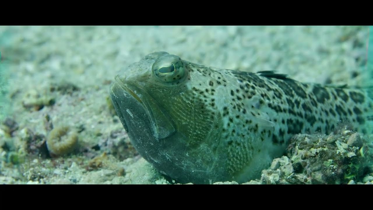 Tauchen in Kroatien