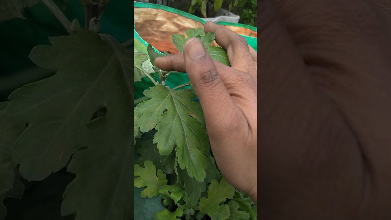 # गुलदाऊदी के टिप को काटना जरूरी है पर 🤔 क्यों ?# pruning of plants # Meri Bagiya Vlogs ❤️