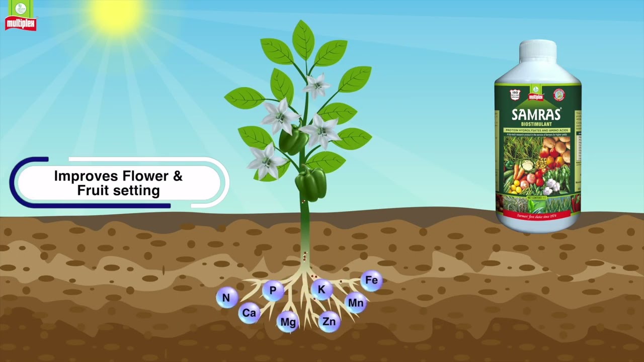 Multiplex Samras for Improved Flower and Fruit Setting