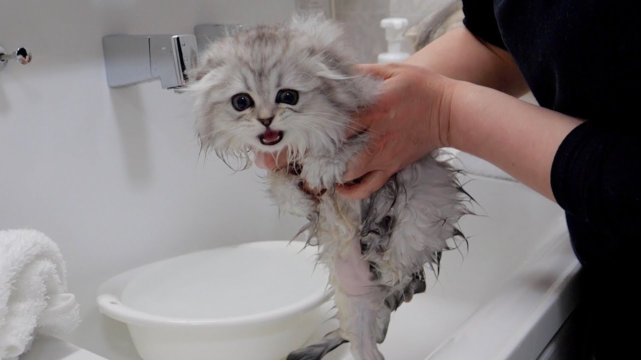 Котёнок, который не мог удержаться от мяуканья и звания мамы, был таким милым!