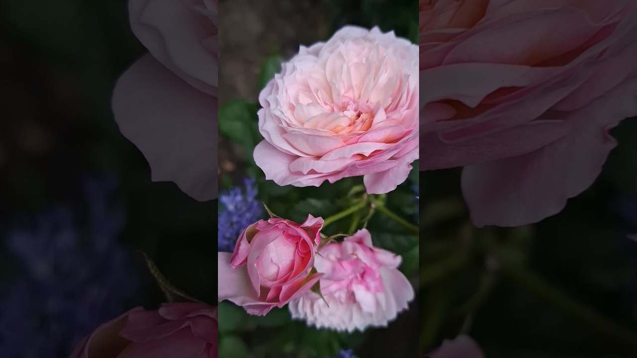 Rose Konstance/Констанс D.Austin РОСТОВ-НА-ДОНУ