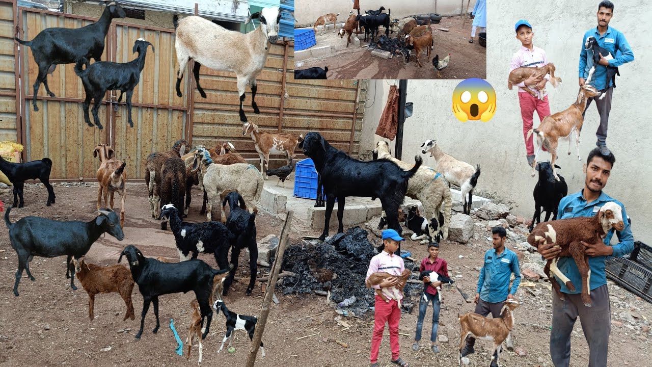 Dhamaka offer Desi Bakriya Aur mini multiple Breeds Goats Collection Available in Hyd old Bowenpally