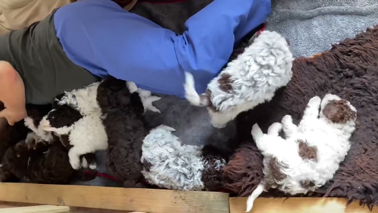 Lagotto Romagnolo Welpen Vatertagsspezial! Männliche Prägung so wichtig für das ganze Hundeleben 🐶