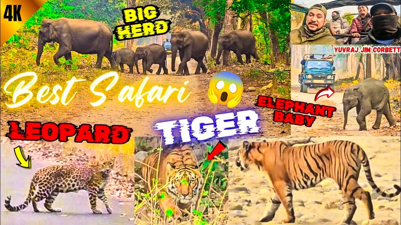 TIGER , LEOPARD , ELEPHANT HERD WITH BABY'S 😍 SAB KUCH IK HE SAFARI MAIN DIKH GYA DHELA ZONE MAIN 🤩