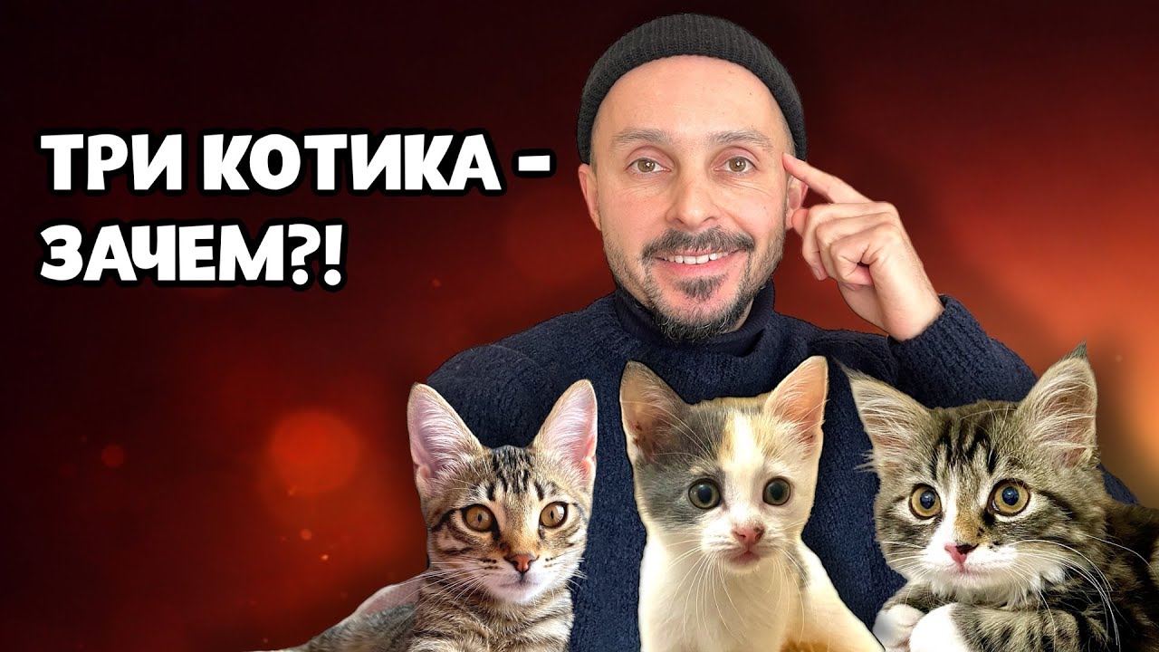 Холостяк с 3 котиками: Выжил из ума или нормальный мужик?