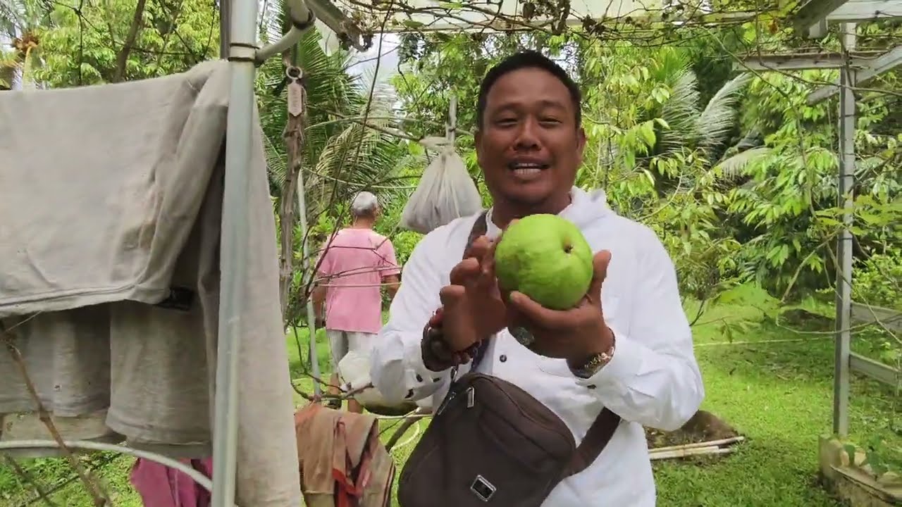 #dijual tanah kebun durian sudah ada kolam ikan ada 2 kolam luas 1200 surat SHM lokasi bogor