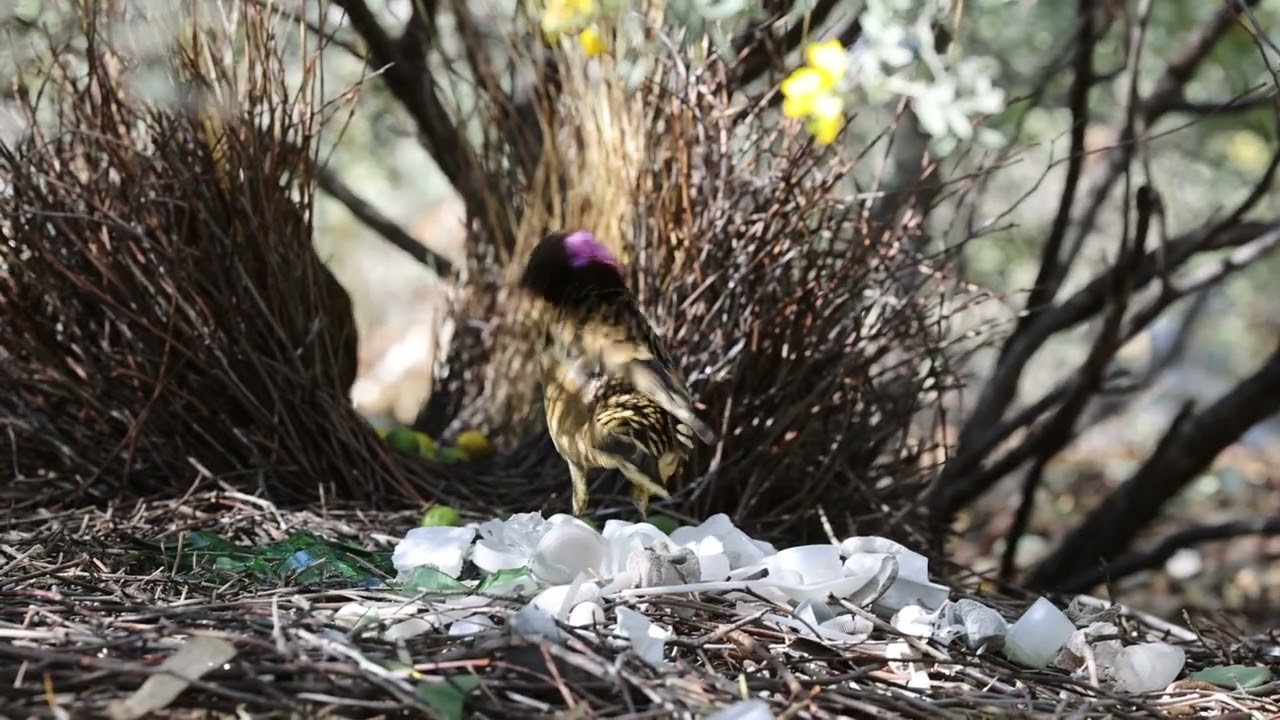 Western Bowerbird 12092022