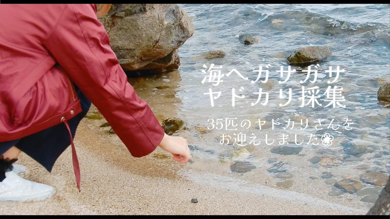 海でガサガサ！ヤドカリ採集 35匹のヤドカリさんをお迎えしました❀海水魚水槽 アクアリウム