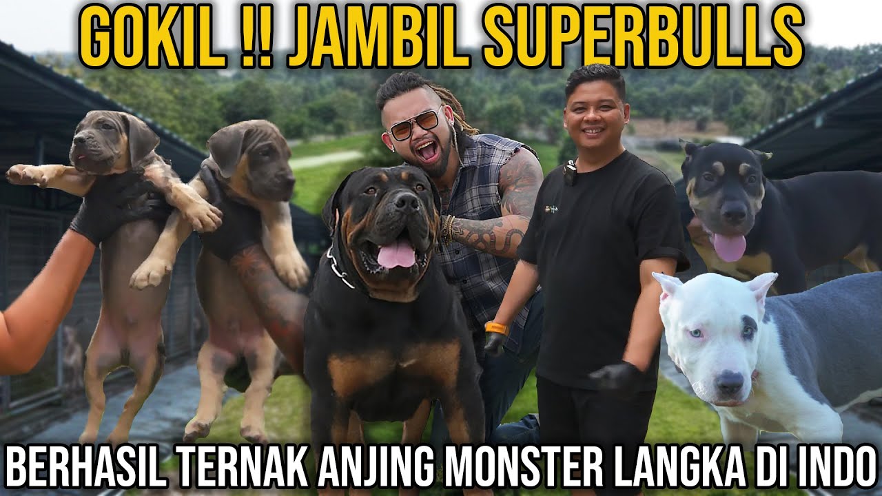 GOKIL!! JAMBI SUPERBULLS, BERHASIL TERNAK ANJING MONSTER LANGKA DI INDO #AudreyA #KINGOFTHEJUNGLE