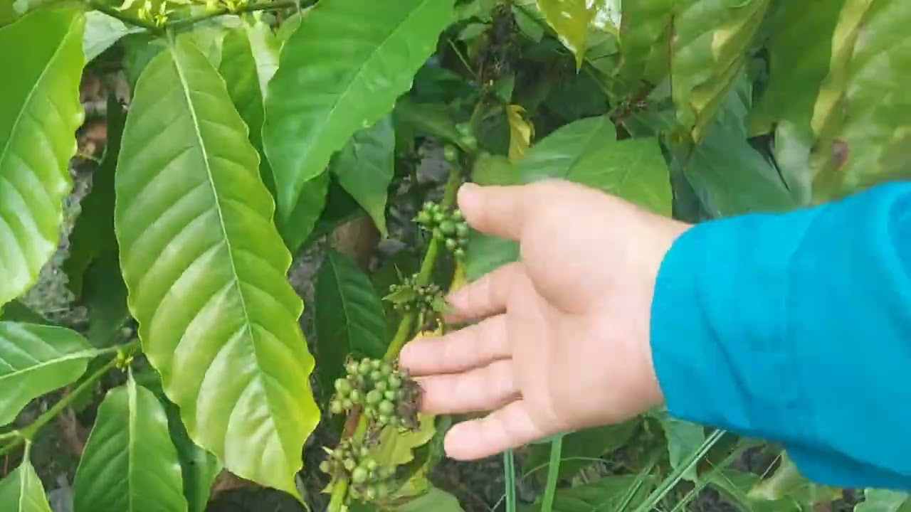 1 mẫu đất vườn có nhà c4..điện nước ok, lh 0786596778