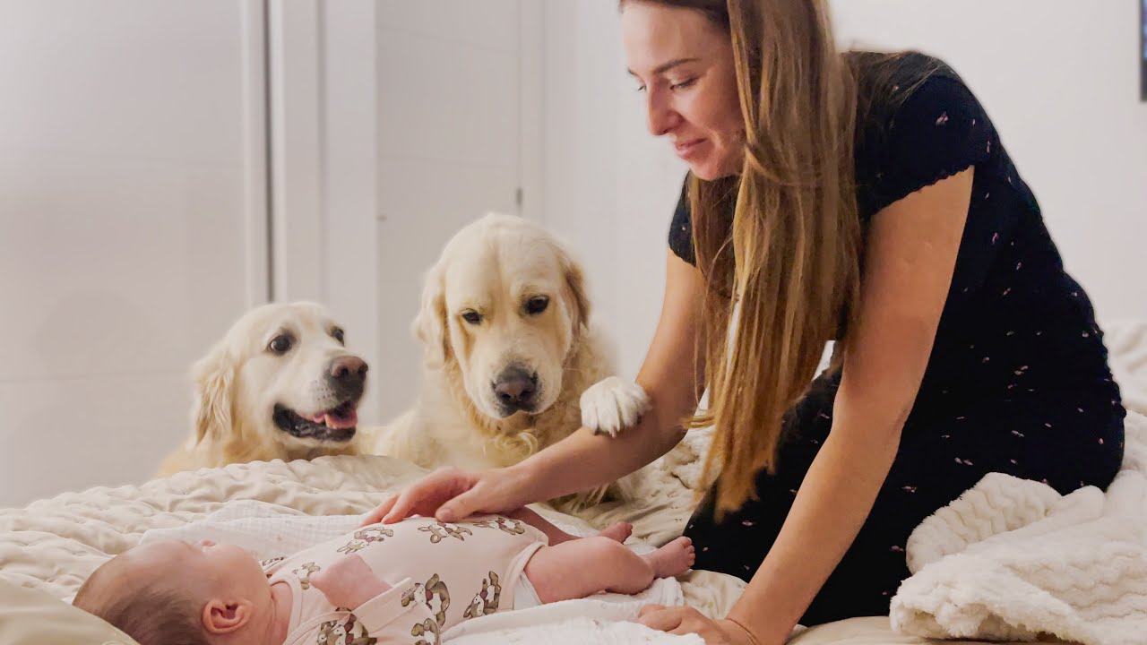My Dogs Are Jealous of Our Newborn Baby!
