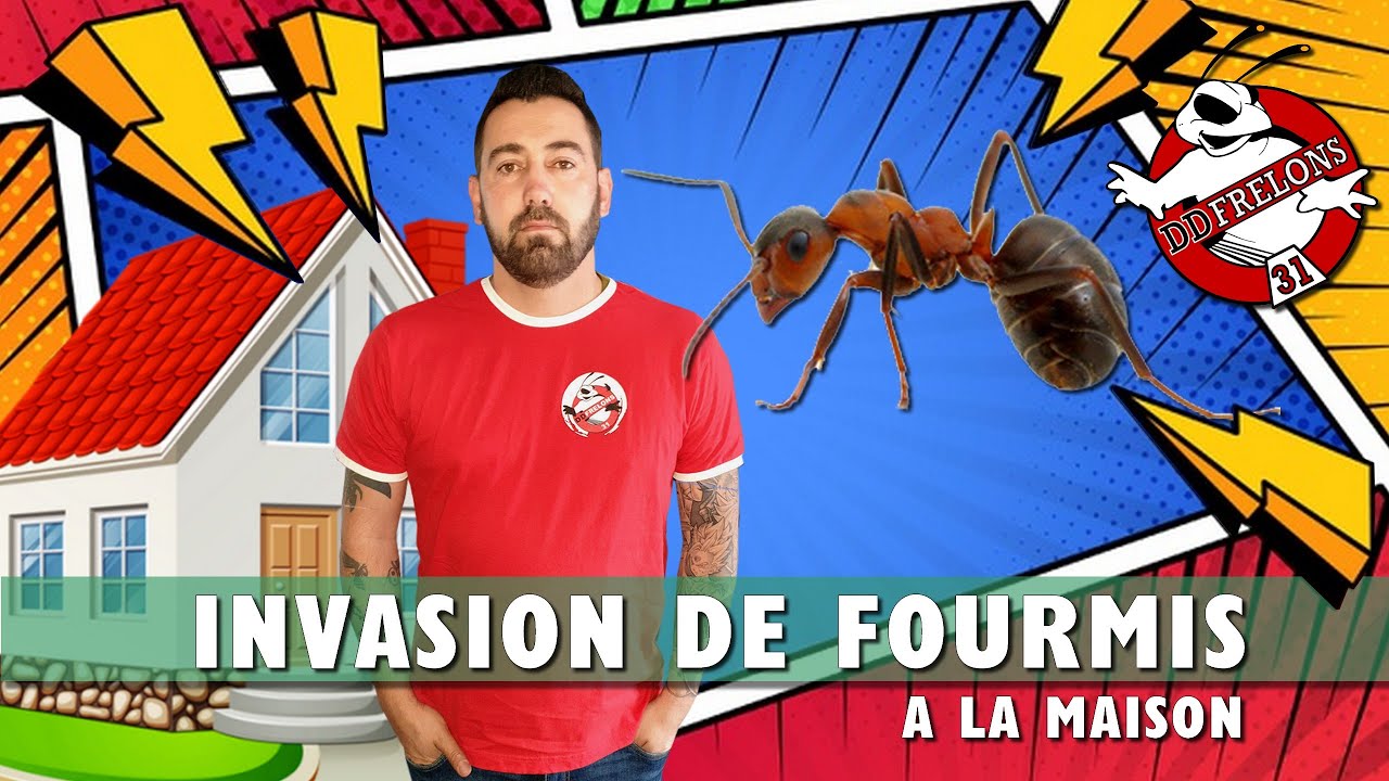 Fourmis Charpentières ATTENTION à vos Maisons.