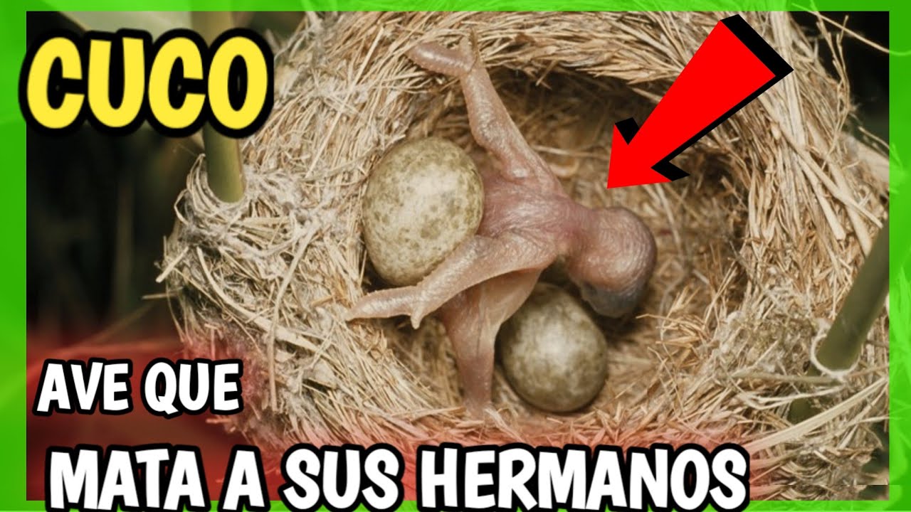 P&Aacute;JARO CUCO | Tira a Sus Hermanos - Parasitismo de Puesta, Hijo mas grande que sus padres