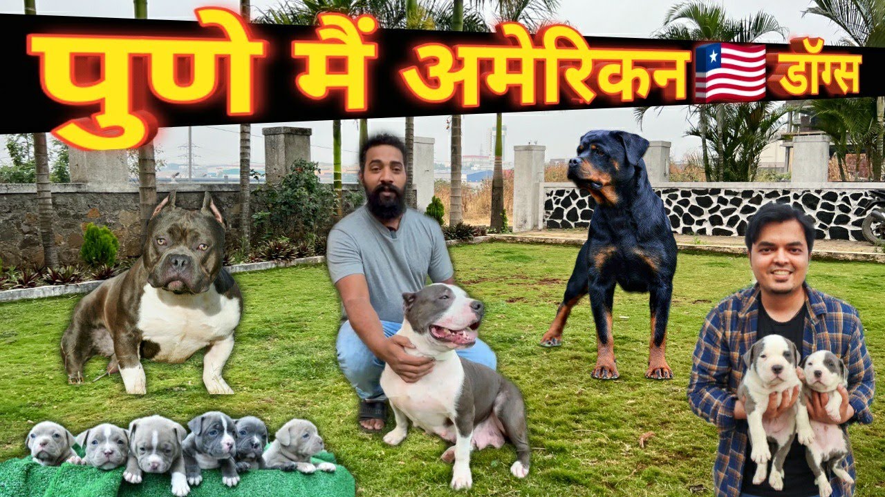 🔥पुणे मै आये American डॉग्स | Pune’s Best American Bully🔥| Best AM Bully Standard Size @SCOOBERS
