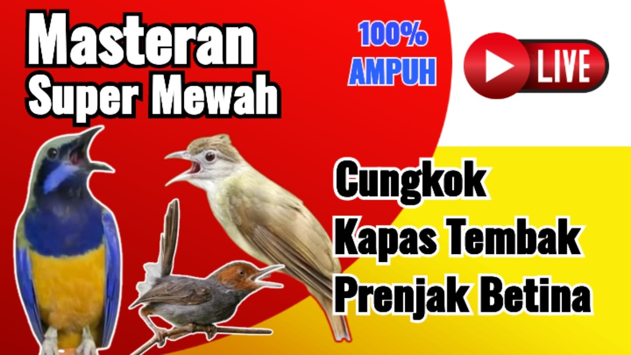 🔴 Super Mewah MANTAP‼️ Variasi CUNGKOK - KATEM - PRENJAK TIRRR