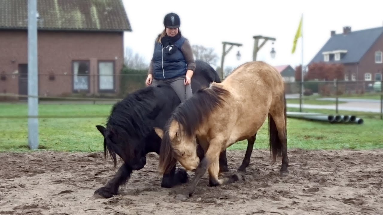 Met twee paarden tegelijk trainen en langs gaan bij Noura | Vlog #84