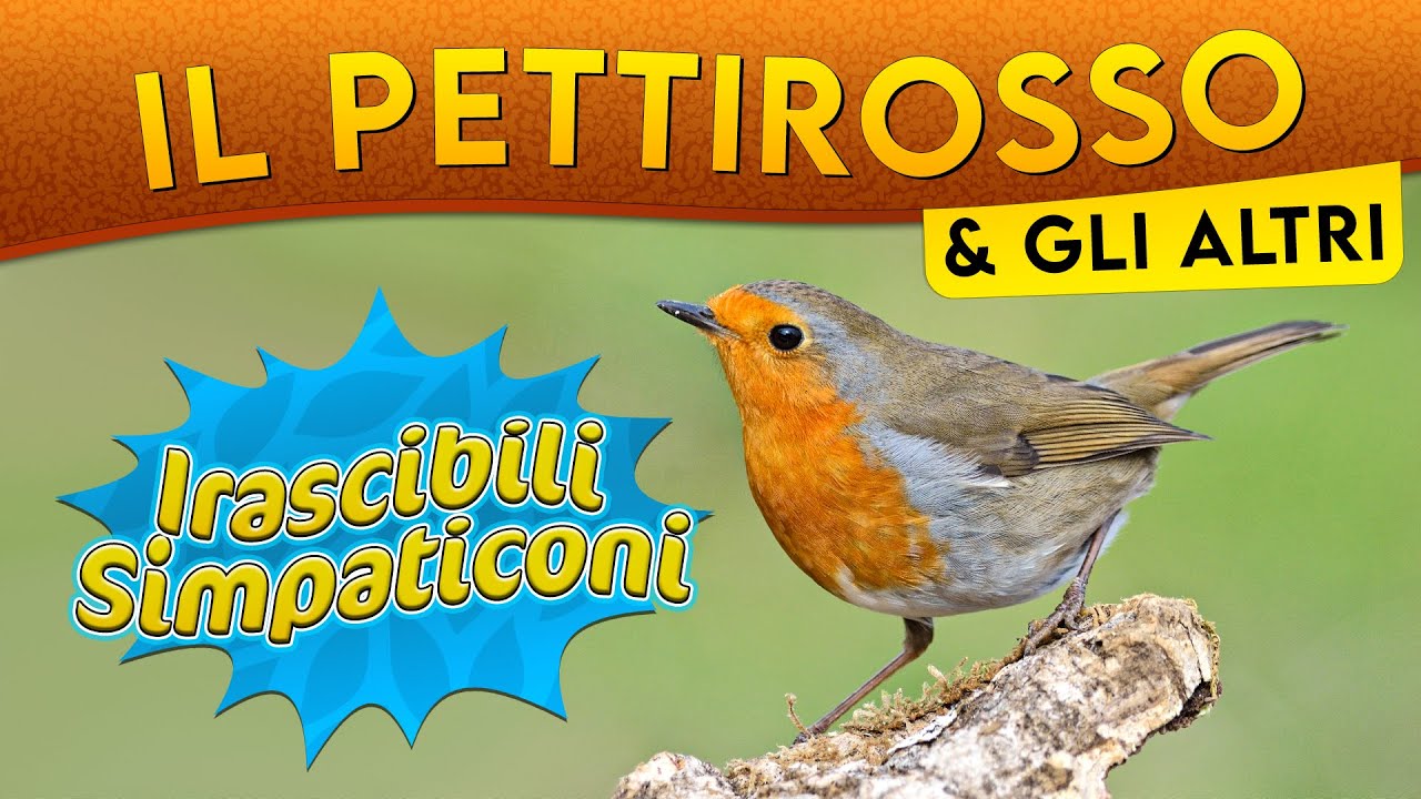Il Pettirosso e gli altri: irascibili simpaticoni ► Puntata 163