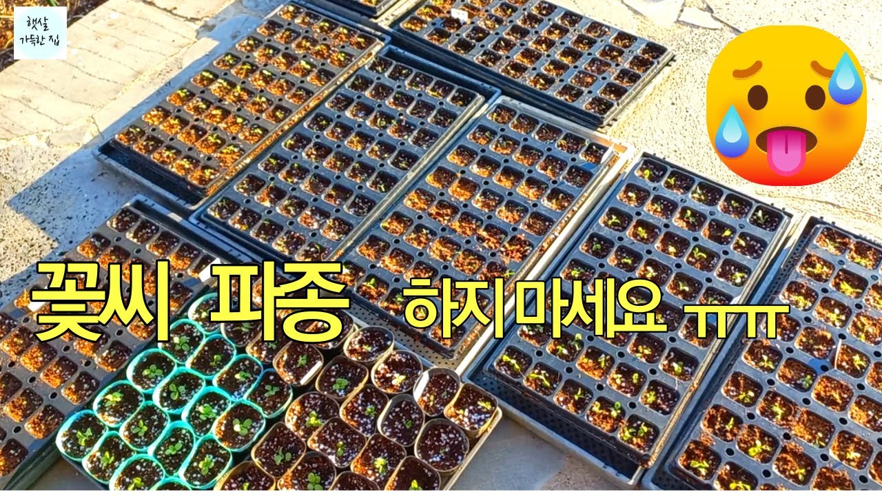 꽃씨 파종 후 이식하기/꽃씨 파종/꽃씨 파종 방법/꽃씨 실내 파종/2월 가드닝/정원/정원가꾸기