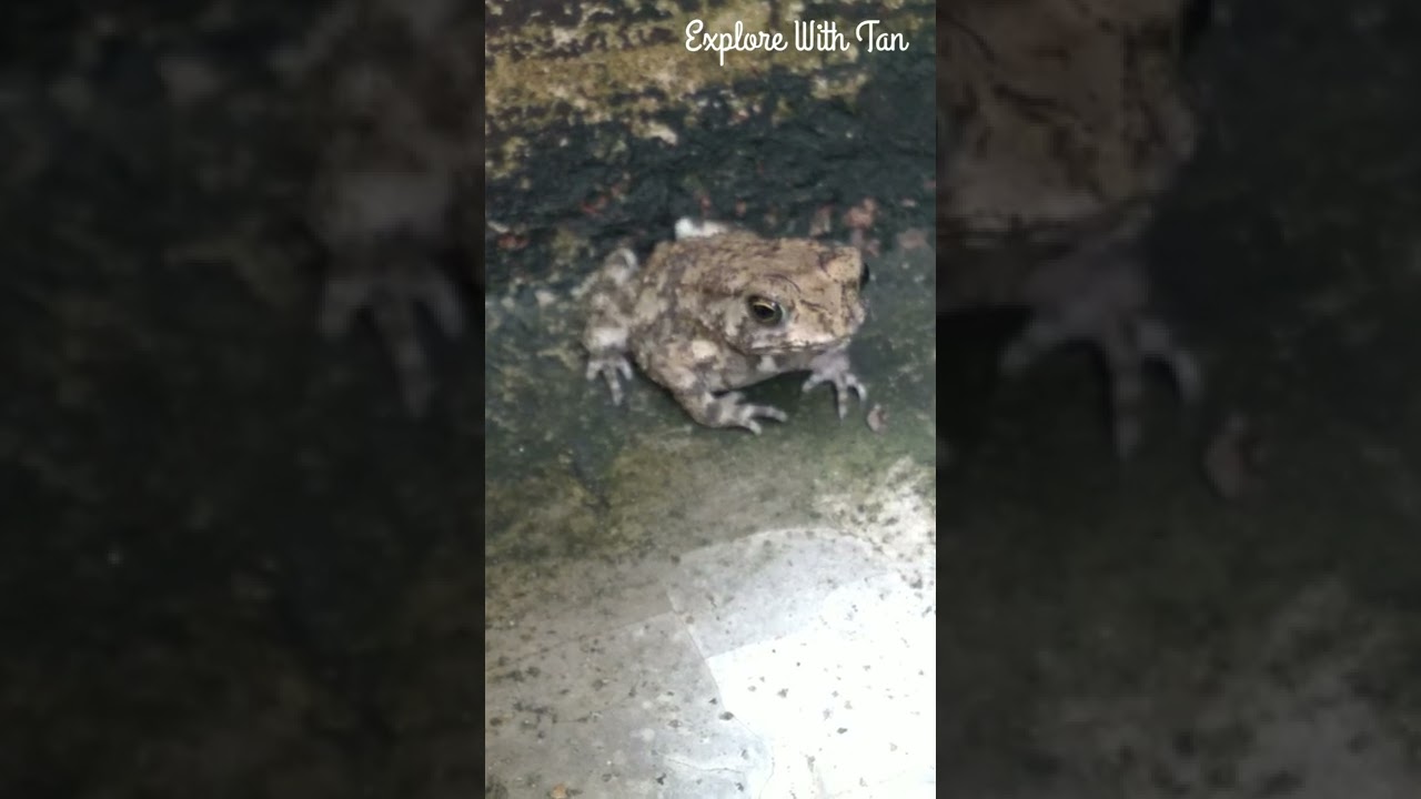 Wild Animals | Asian Common Toad | Cute Frog Video #Shorts