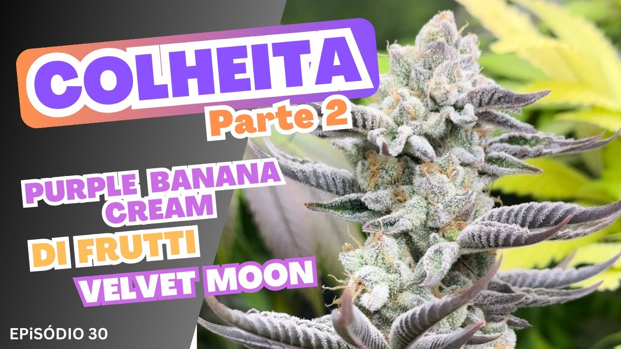 COLHEITA - Cultivo de CANNABIS SATIVA Medicinal