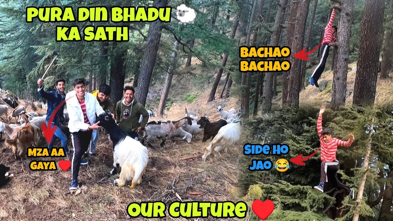 Aj Ka Pura Din Bhadu 🐑 Ka Sath // Bhaderwahi Culture ♥️ @akashvloggers #bhaderwah #akashvlogs