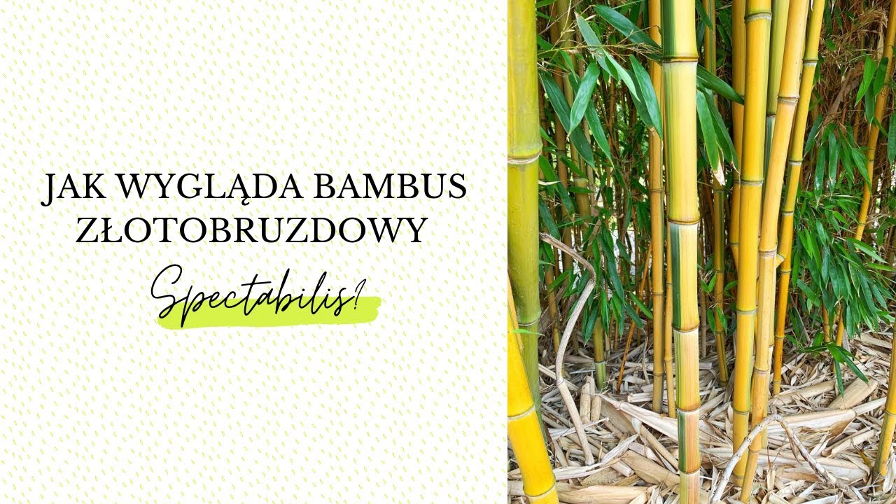 Bambus złotobruzdowy 'Spectabilis' (Phyllostachys aureosulcata) - jak wygląda? [W opolskim Zoo]