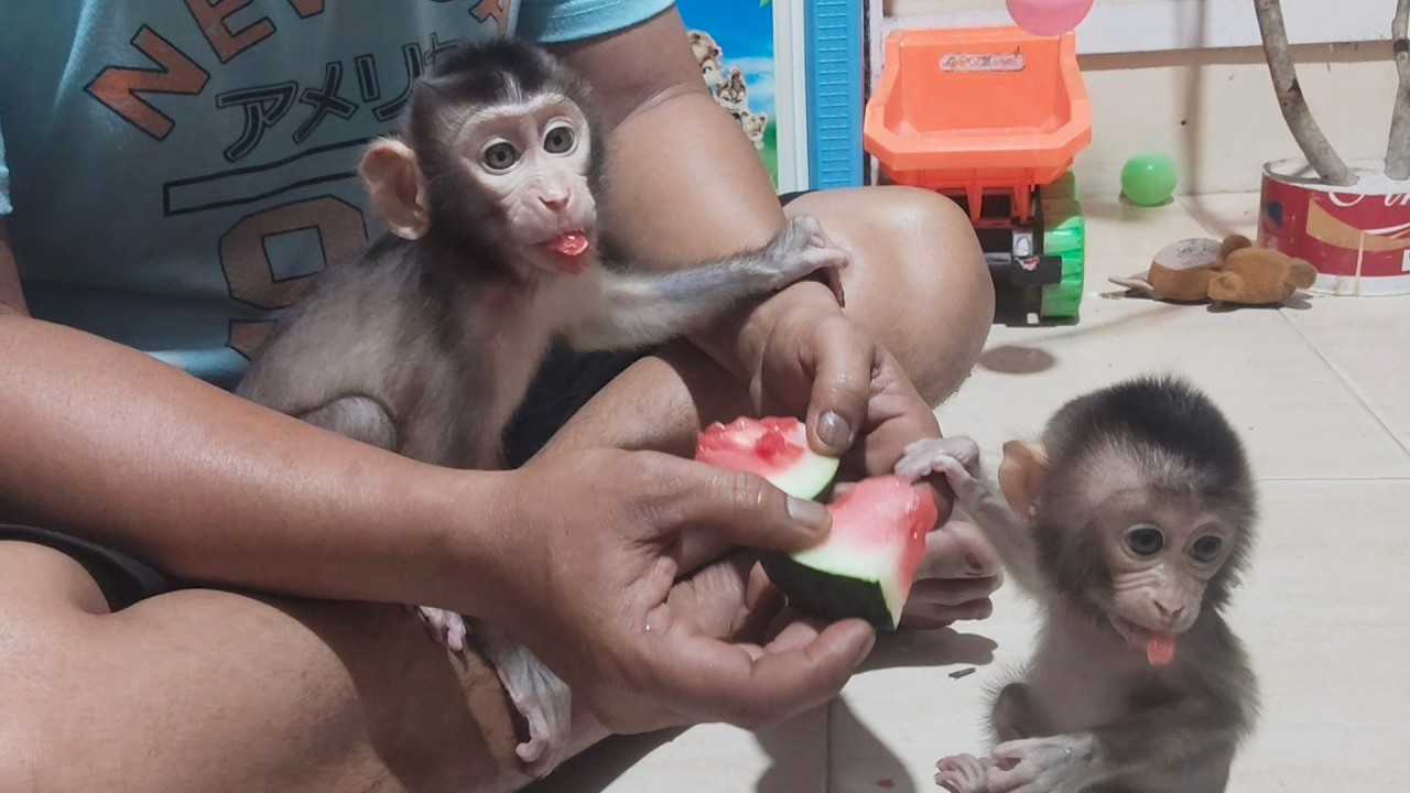WOW, SO EXCITING AND AWESOME THESE TWO BABY MONKEYS ARE COMPETING WITH EACH OTHER TO EAT FRUIT