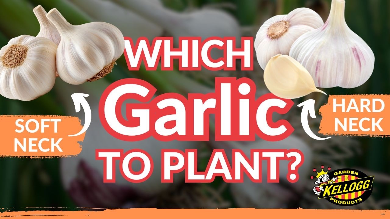 Tips for Planting Garlic in the Fall 🧄🍂