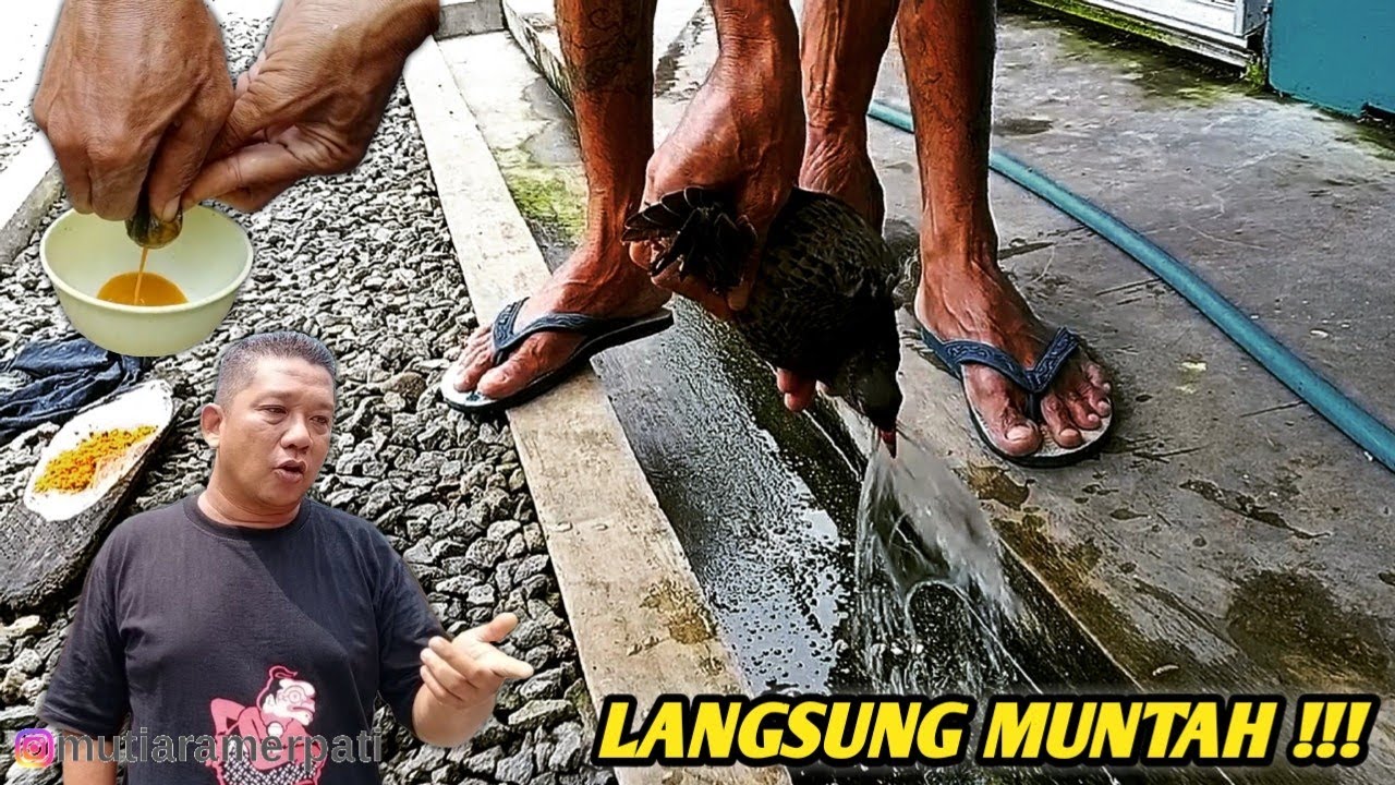 CARA PENYEMBUHAN BURUNG MERPATI KEMBUNG ANGIN || TIM MUTIARA PWT