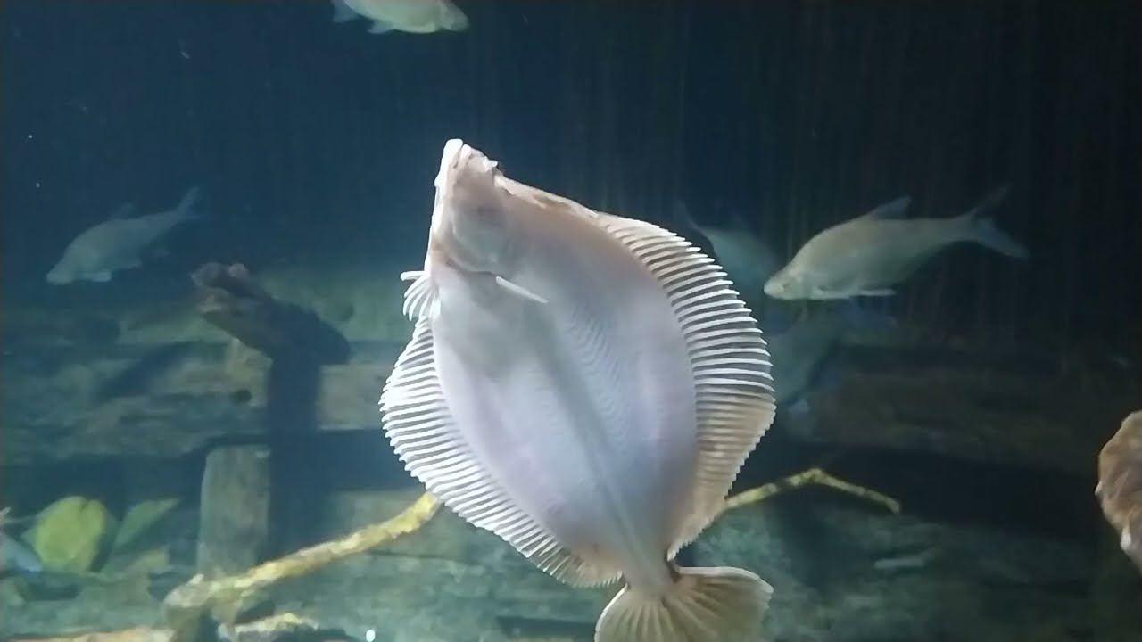 [10.03.2025] Ein paar Meerestiere im Ozeaneum Stralsund