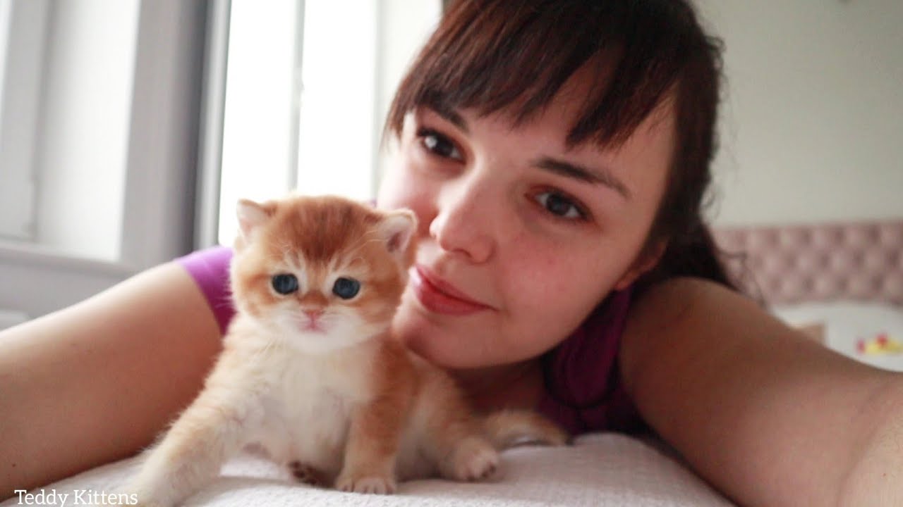Золотые британские короткошерстные котята | Месяц после рождения 🥰