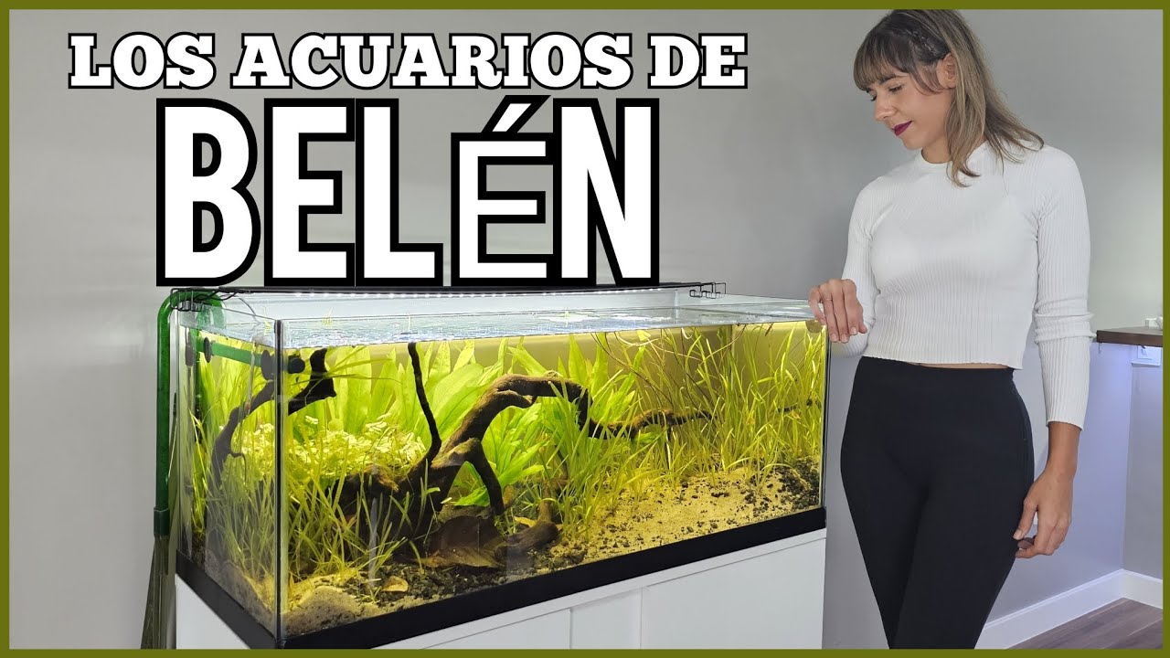 LOS ACUARIOS DE BELEN
